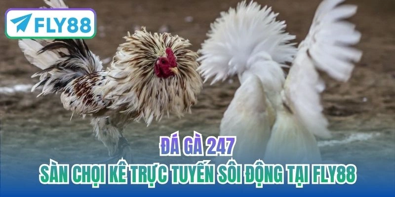 đá gà 247
